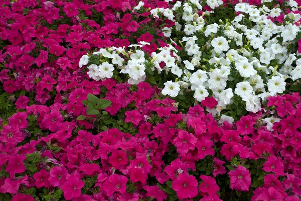 Location de panneaux solaires : une solution sans investissement